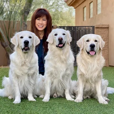 @carefreegoldens profile image