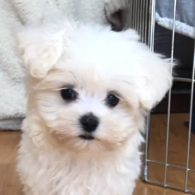 @carisi_the_maltipoo profile image
