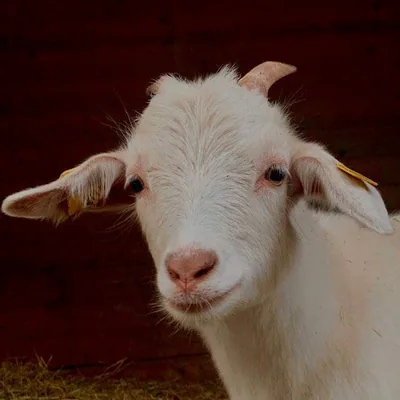 @cashmere_radio profile image