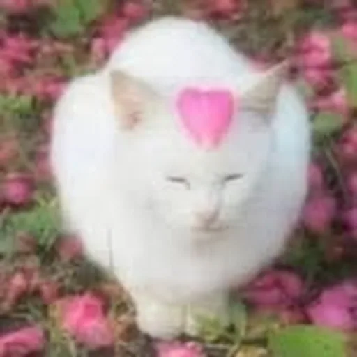 @cashmerecat profile image