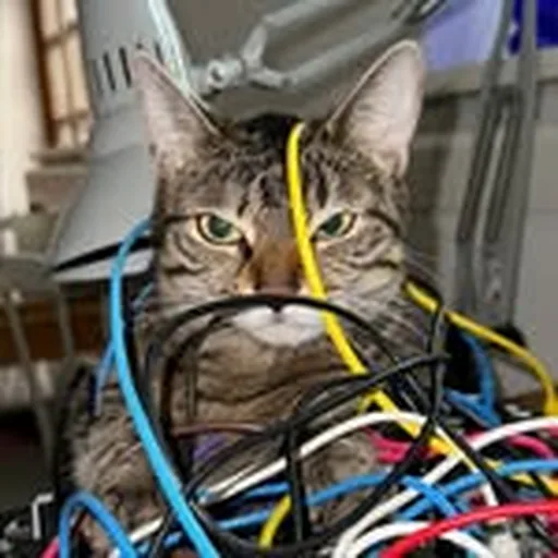 @cat_barbieri profile image