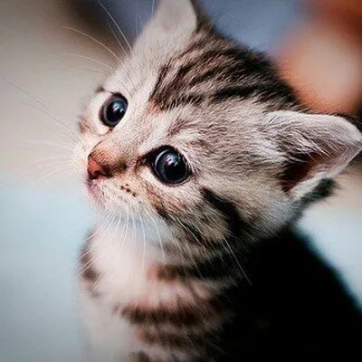 @catloversclub profile image