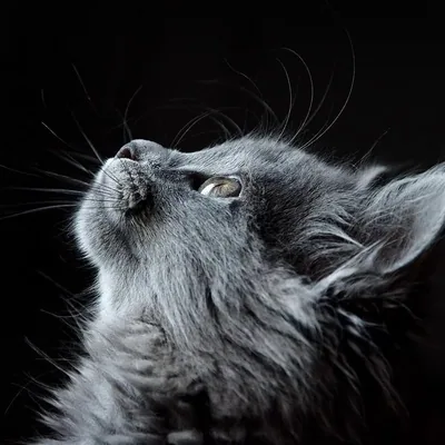 @cats_of_inta profile image