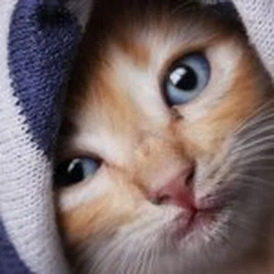@cats_of_world_ profile image