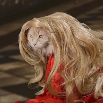 @catsoapopera profile image