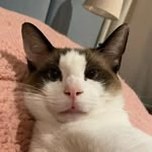@catzoka profile image