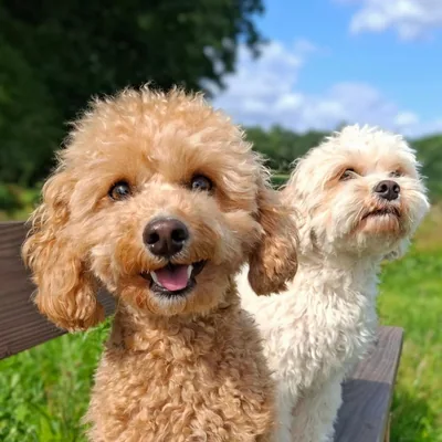 @cavapoo.lotje.billie profile image