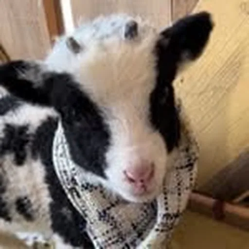 @ceces_wool profile image