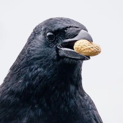 @cemetery_wildlife profile image