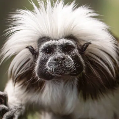 @centralparkzoo profile image