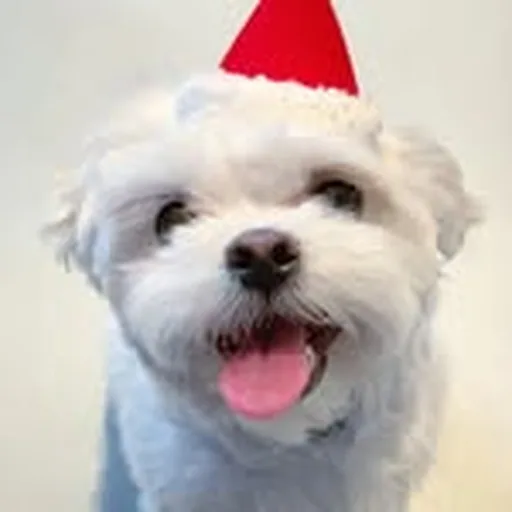 @chapanyathepup profile image