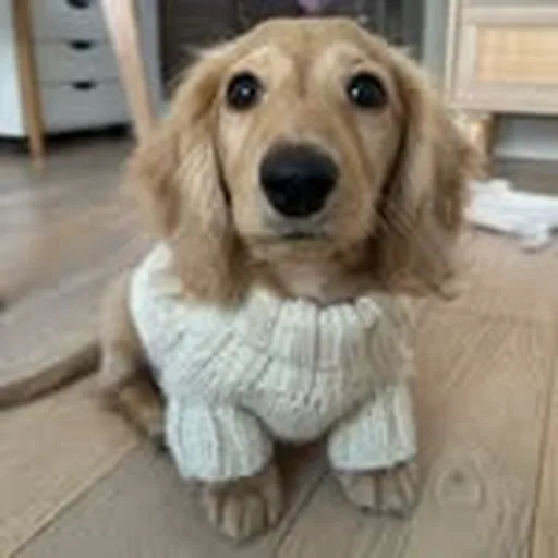 @charlithehotdog profile image
