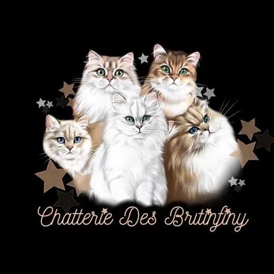 @chatterie_des_britinfiny profile image