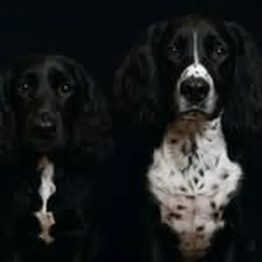 @cheekyspaniels_ profile image