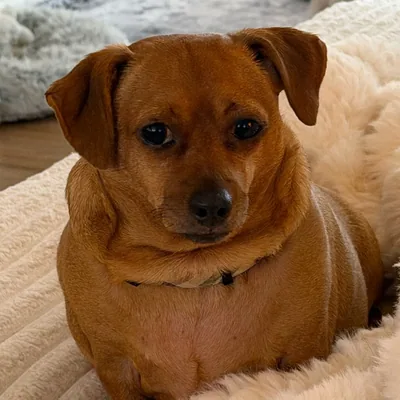 @chiweenie_toby profile image