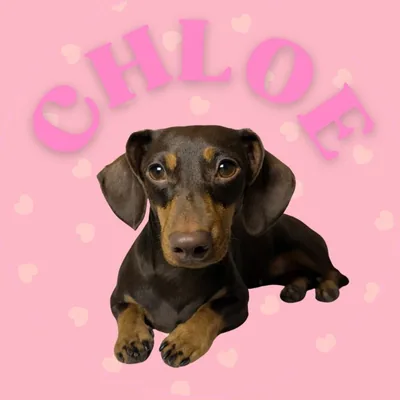 @chloe_dachshund13 profile image