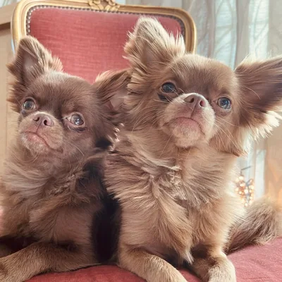 @chocolate_chihuahuas profile image