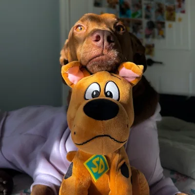 @chompingscoobyshark profile image
