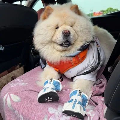 @chowchow_happy_life profile image