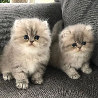 @christypawpersian profile image