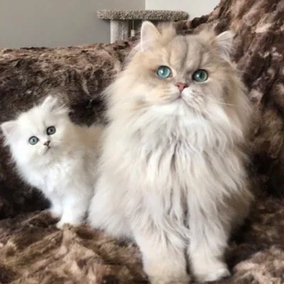 @christypawpersians profile image