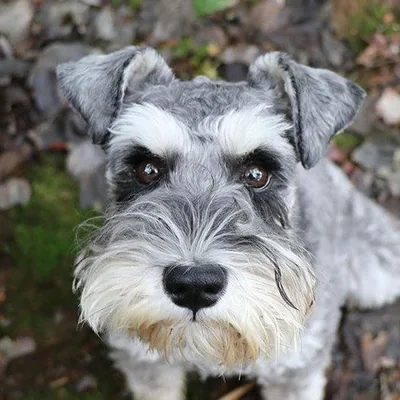 @chumpieandhamish profile image
