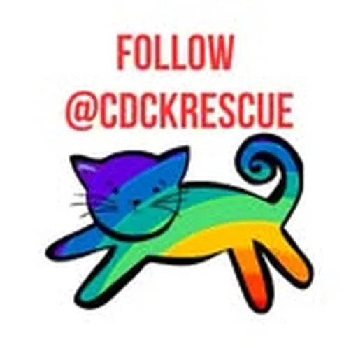 @citykittiesdc profile image