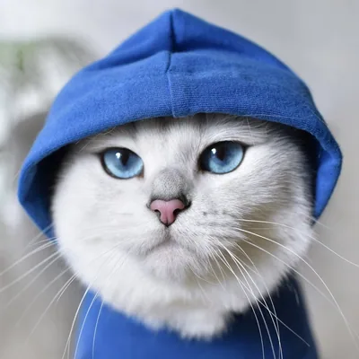 @cobythecat profile image