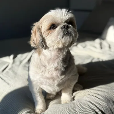 @coco.the.tzuu profile image