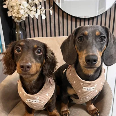 @coco_pops_the_mini_dachshund profile image