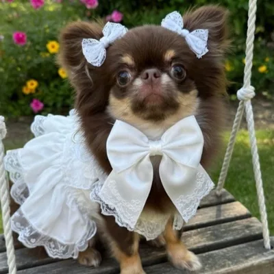 @cocochihuahua15 profile image