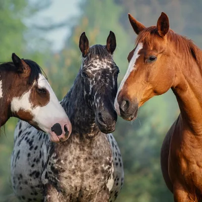 @colored_horses_and_mini_ponies profile image