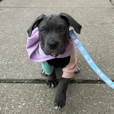 @cookie_bully1 profile image