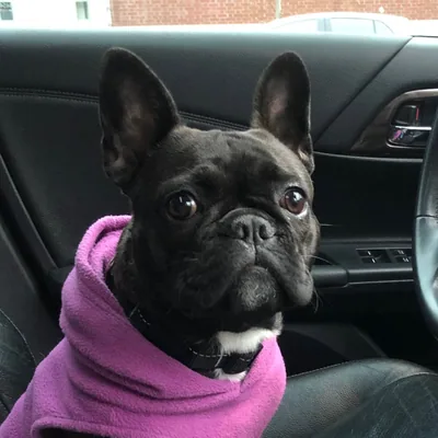 @cookiemonsterthefrenchton profile image