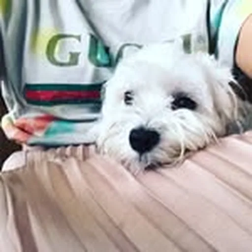 @cooperkarllagerfeld profile image