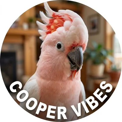 @cooperperrotvibes profile image