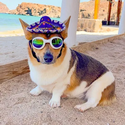 @corgi.diamond.rio profile image