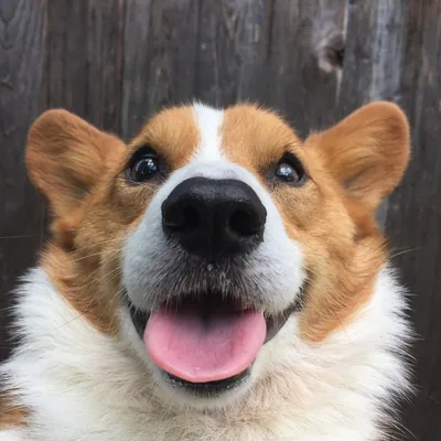 @corgistagram profile image