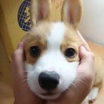@corgistagrams profile image