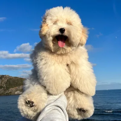 @coton_latte_is profile image