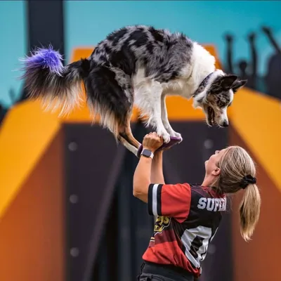 @crazy_disc_dogs profile image