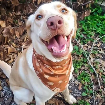@crazynoladogs profile image