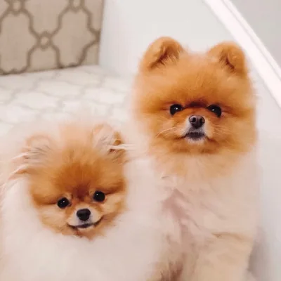 @cupcake.the.pom profile image