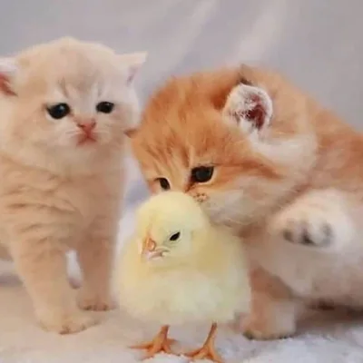 @cutecatfans profile image
