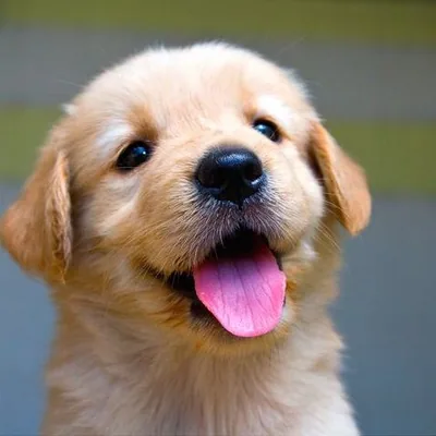 @cutest profile image