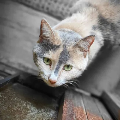 @cutest.cats__ profile image