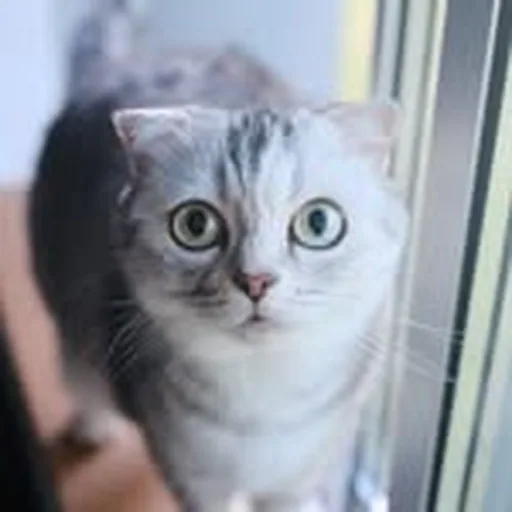 @d_onlyjapanese profile image