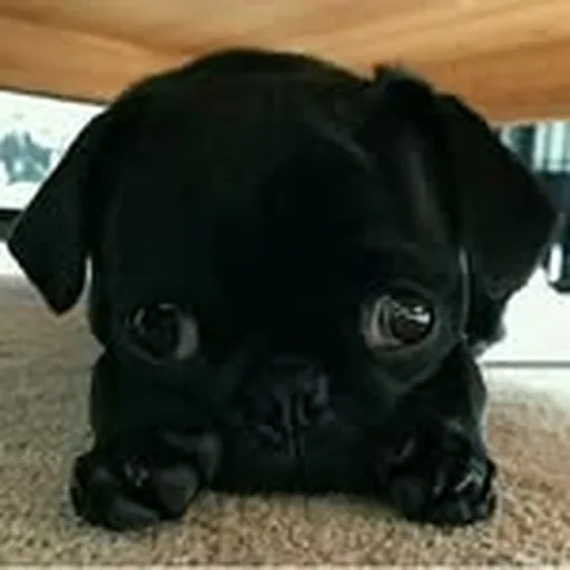 @da_frank_n_beans profile image