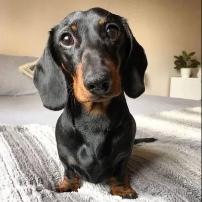 @dachshund._lovers profile image