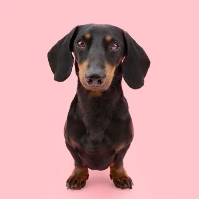 @dachshund.clubs profile image